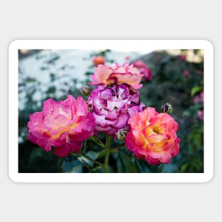 Neon Pink Roses 1 Sticker